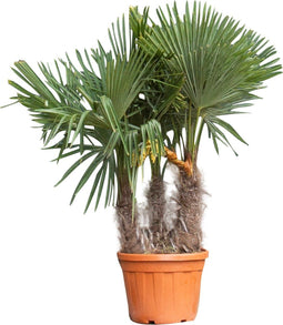 Chinese waaierpalm triple stam | Trachycarpus Fortunei | Bomenbezorgd.nl