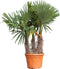 Chinese waaierpalm triple stam | Trachycarpus Fortunei | Bomenbezorgd.nl