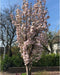 Japanse zuil sierkers - Prunus serr. ‘Amanogawa' 200 - 300 cm totaalhoogte (6 - 10 cm stamomtrek)