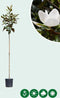Magnolia grandiflora | Magnolia grandiflora 'Galissonière' 6-8 cm | Bomenbezorgd.nl