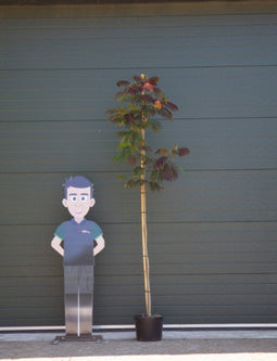 Rode Perzische slaapboom | Albizia julibrissin 'Summer Chocolate' 3-5 cm | Bomenbezorgd.nl