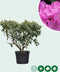 Rhododendron Roseum elegans | Rhododendron 'Roseum elegans' | Bomenbezorgd.nl
