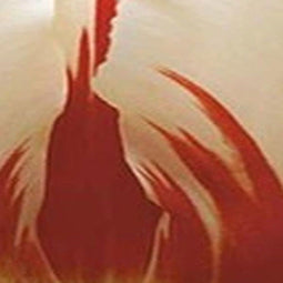 3 stuks - JUB - Tulipa Carnaval de Rio 8 bollen