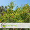 Plant in a Box - Punica granatum 'Early' - Granaatappelboom - Fruitboom met glanzende bladeren - Pot 21cm - Hoogte 60-70cm