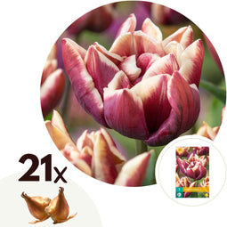 Plant in a Box - Tulipa Wyndham - Bloem bollen x21 - Tulp - Paars - Tulpen uit Holland