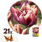 Plant in a Box - Tulipa Wyndham - Bloem bollen x21 - Tulp - Paars - Tulpen uit Holland
