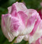 Plant in a Box - Tulipa Cabanna - 15x Tulpenbollen winterhard voor in de tuin - Omtrek bloembollen 11cm