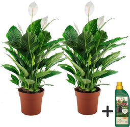 Plant in a Box - Spathiphyllum - set van 2 - Pokon - enkelbladige kamerplant - pot 17cm - hoogte 60-70cm - luchtzuiverende kamerplant