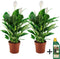 Plant in a Box - Spathiphyllum - set van 2 - Pokon - enkelbladige kamerplant - pot 17cm - hoogte 60-70cm - luchtzuiverende kamerplant