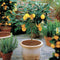Tuinplant - Potplant - Citrus Meyer in ELHO outdoor sierpot Greenville Rond (zwart)