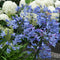 Plant in a Box - Agapanthus - Mix van 6 - Afrikaanse lelie - Wortelstokken - Bloeiende plant