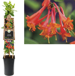 3 stuks - Van der starre - Klimplant Lonicera Dropmore Scarlet 75 cm