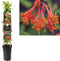 3 stuks - Van der starre - Klimplant Lonicera Dropmore Scarlet 75 cm