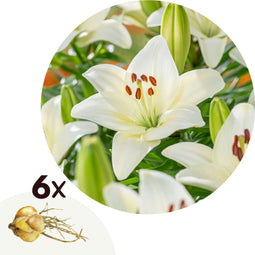 Plant in a Box - Lilium orientalis 'Happy Ice' - Set van 6 - Lelie - Bloemknollen - Zomerbloeiers - Knol - Wit