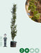 Groene zuilbeuk | Fagus sylvatica Dawyck 20-40 cm| Bomenbezorgd.nl