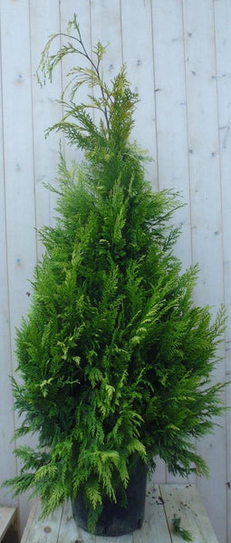Conifeer Stardust 150 cm