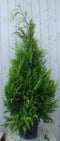 Conifeer Stardust 150 cm