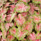 Plant in a Box - Caladium Carolyn Whorton - Tropische kamerplant - Pot 13cm - Hoogte 25-40cm