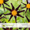 Plant in a Box - Dahlia 'Verrone's Obsidian' - set van 3 - zomerbloeiers - dahliaknollen - tuinbloemen - Paars