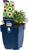 Rhodanthemum 'Casablanca' | 1 stuk | Rotsplant | plant voor rotstuin | alpine plant | 11x11 cm Kwekerspot | Wit