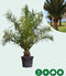 Dadelpalm 200 cm | Phoenix canariensis 20-30 cm| Bomenbezorgd.nl