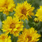 Coreopsis grand. 'Sonnenkind' | 1 stuk | Bijen- en vlinderplant | Bijentuin | 11x11 cm Kwekerspot | Geurend | winterhard | Geel