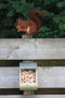 Esschert Design Eekhoorn - Voederhuis Naturel