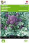 5 stuks - Buzzy - Broccoli Summer Purple Tuinplus