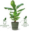 Elho Greenville Rond 14 - Bloempot Buiten met Waterreservoir - 100% Gerecycled Plastic - Ø 14 x H 13.4 cm - Living black