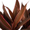 Cordyline Tango Toef met Elho brussels antracite ↨ 60cm - hoge kwaliteit planten