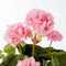 Mica Decorations Geranium Kunstplant in Bloempot Stan - H34 x Ø20 cm - Roze