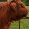 Customize it - Tuinschilderij hooglanders 130x70cm