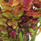 Easy grow 101 rotala macrandra