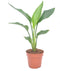 Goed & Groen - Strelitzia reginae - ↨ 40cm - Potmaat 12 - Exclusieve Kwaliteit Planten - Kamer Plant - Kamerplanten - Sfeer - Interieur