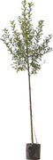 Grote appelboom Jonagold Malus domestica Jonagold 350 cm