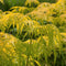 Plant in a Box - Sambucus nigra 'Aurea' - Set van 2 - Pot 17cm - Hoogte 25-40cm