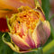 Plant in a Box - Tulipa Brisbane - Bloem bollen x15 - Tulp - Roze - Tulpen uit Holland