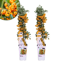 Perfect Garden | Set van 2 gele Vuurdoorn planten | 15 cm Ø | 60 cm | Pyracantha coccinea Sunny Star | Vuurdoorn haag | winterharde planten voor in de tuin | Tuinplanten