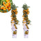 Perfect Garden | Set van 2 gele Vuurdoorn planten | 15 cm Ø | 60 cm | Pyracantha coccinea Sunny Star | Vuurdoorn haag | winterharde planten voor in de tuin | Tuinplanten