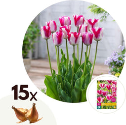 Plant in a Box - Tulipa Mata Hari - Bloembollen x15 - Tulp - Roze, Wit - Dubbelkleurig