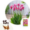 Plant in a Box - Tulipa Mata Hari - Bloembollen x15 - Tulp - Roze, Wit - Dubbelkleurig