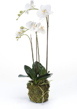Emerald Kunstplant vlinderorchidee 70 cm wit
