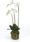 Emerald Kunstplant vlinderorchidee 70 cm wit