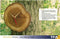TFA boomschijf/boomstam wandklok - geolied eikenhout - D18 cm - naturel - muur klok - rond