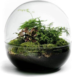 Vaas | Bolvorming | Terrarium | Glas | ↑30cm -Ø30cm