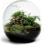 Vaas | Bolvorming | Terrarium | Glas | ↑30cm -Ø30cm