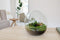 Vaas | Bolvorming | Terrarium | Glas | ↑30cm -Ø30cm