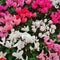 Plant in a Box - Cyclamen Persicum - Mix van 6 - Bloeiende kamerplanten - Pot 9cm - 10-20cm