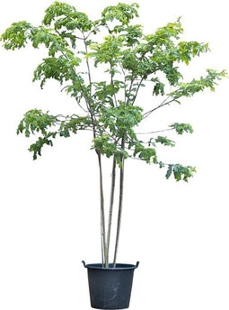 Valse christusdoorn meerstammig Gleditsia triac. Inermis 225 cm