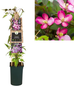 Van der starre - Klimplant Clematis montana Van Gogh 75 cm